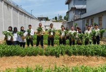 Panen 150 Kg Kangkung, Kalapas Kelas IIA Batam: Wujud Nyata Pembinaan Kemandirian Bagi Warga Binaan