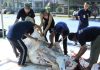 Semangat Idul Adha 1447 H, Lapas Batam Sembelih 8 Hewan Qurban
